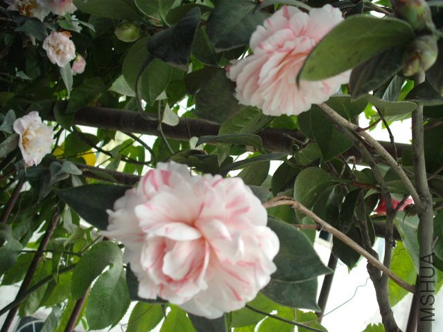 ��Ƭ 3450.jpg