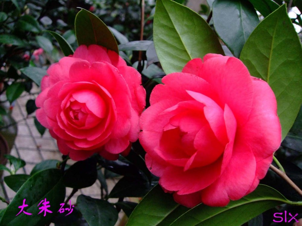 ����ɰ11-3-20f (2).jpg