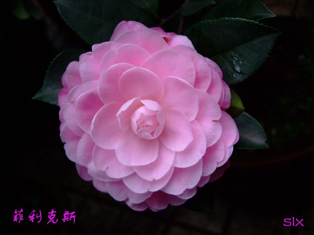 ������˹11-3-20f (5).jpg