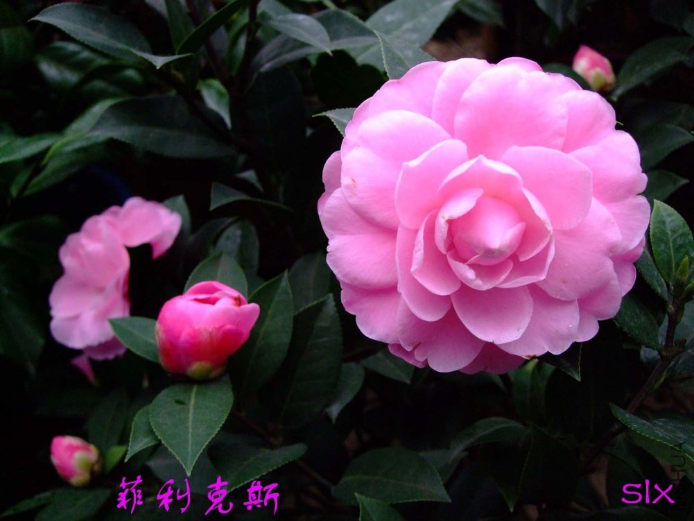 ������˹11-3-20f (2).jpg