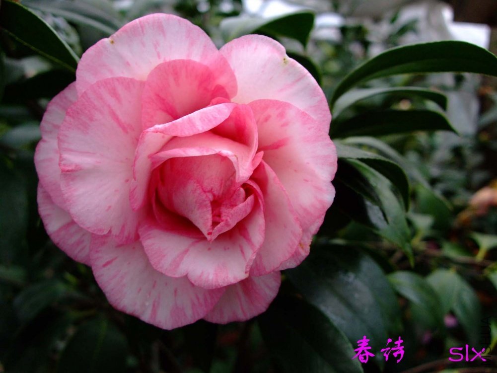 ��ʫ11-3-20f (2).jpg