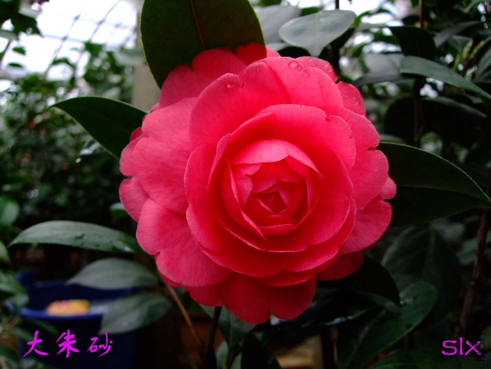 ����ɰ11-3-20f (1).jpg