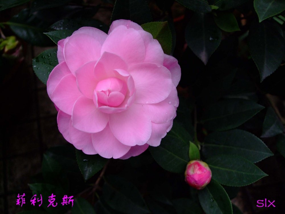 ������˹11-3-20f (1).jpg