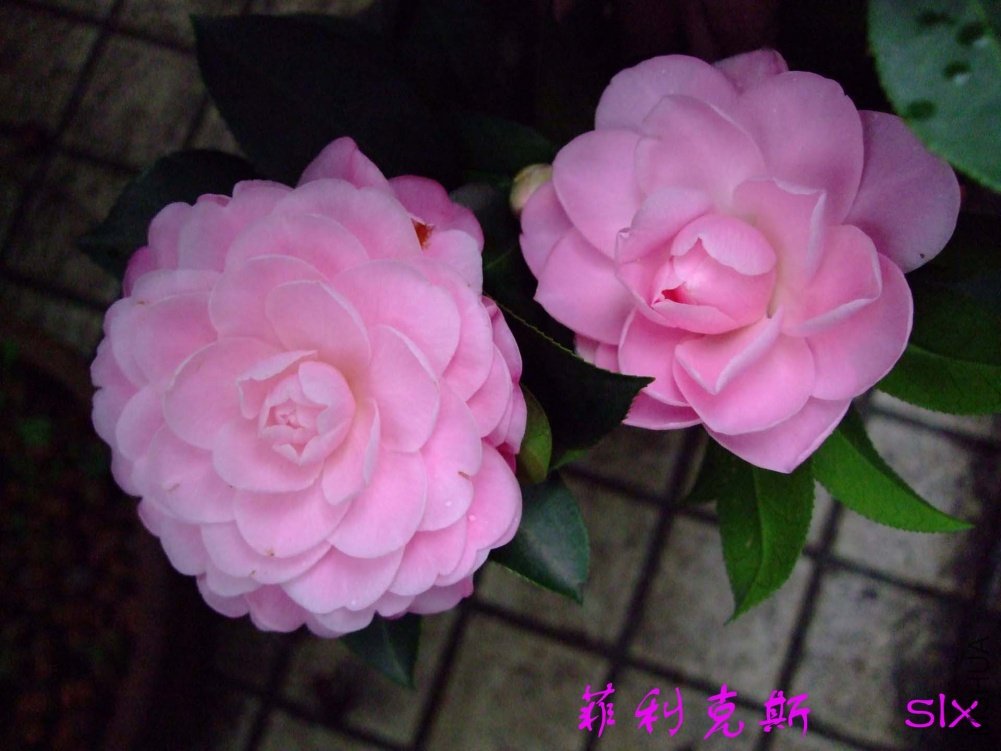 ������˹11-3-20f (3).jpg