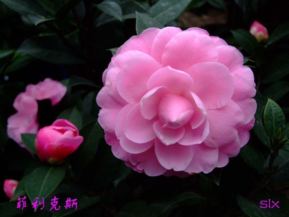 ������˹11-3-20f (4).jpg