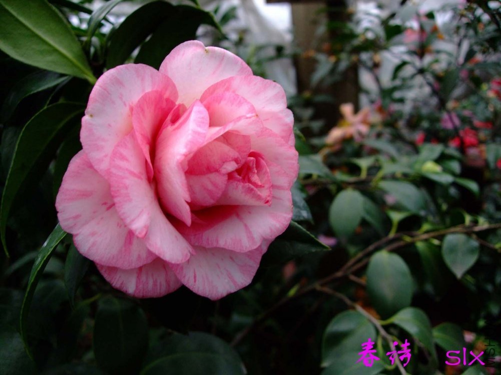 ��ʫ11-3-20f (1).jpg