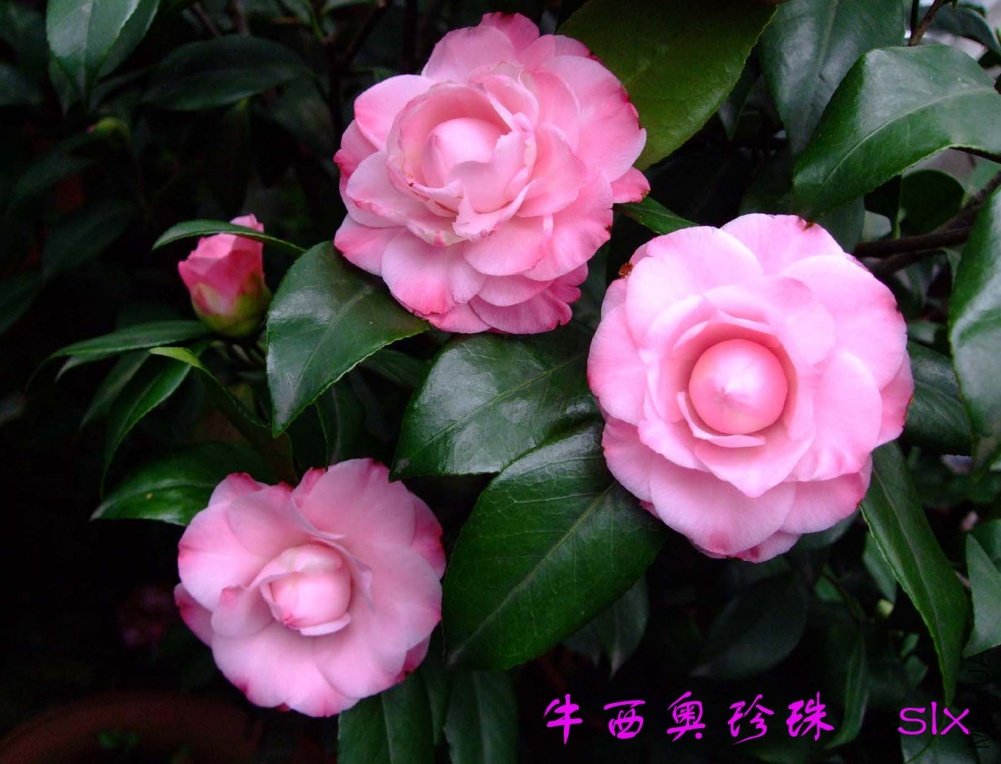 ţ��������11-3-20f (3).jpg