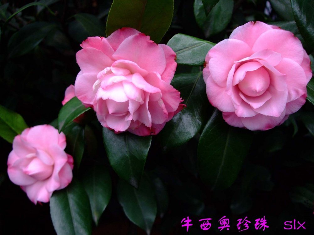 ţ��������11-3-20f (2).jpg