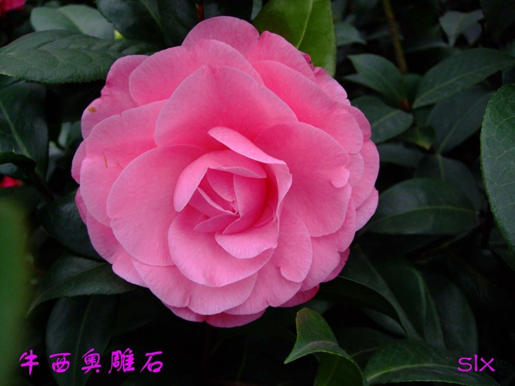 ţ���µ�ʯ11-3-20f (11).jpg