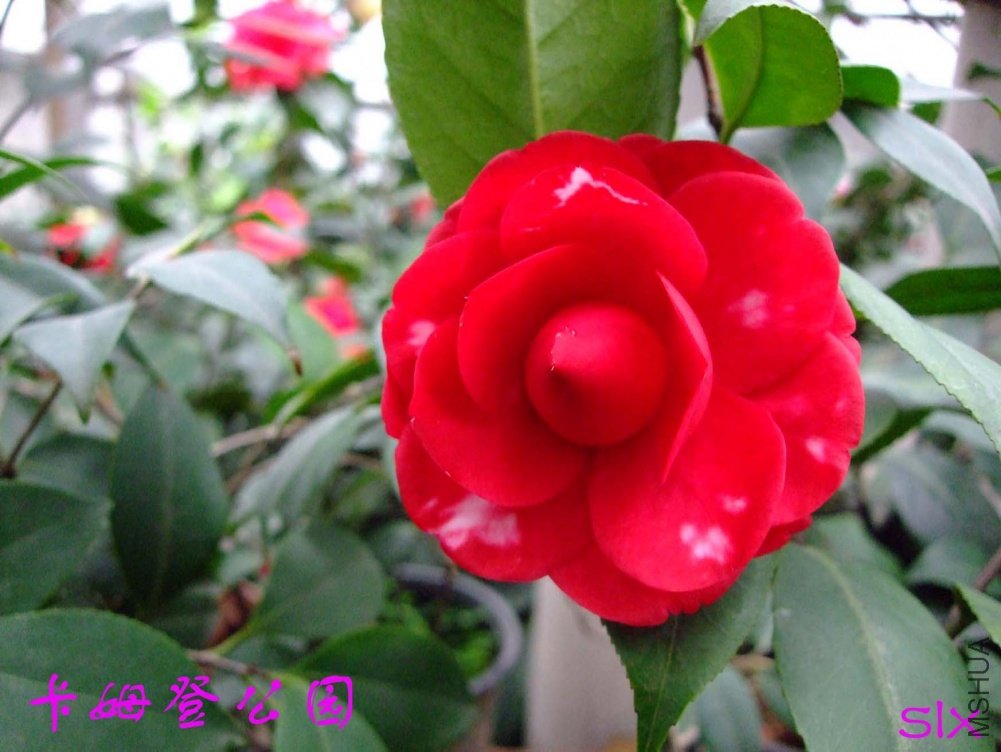 ��ķ�ǹ�԰11-3-20f (2).jpg