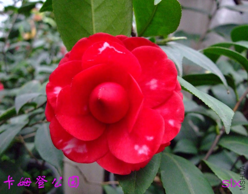 ��ķ�ǹ�԰11-3-20f (1).jpg