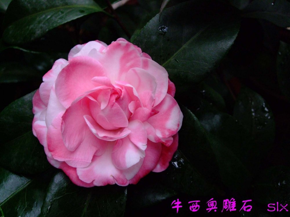 ţ���µ�ʯ11-3-20f (2).jpg