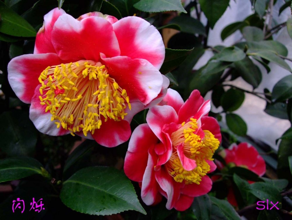 ��˸11-3-20f (1).jpg