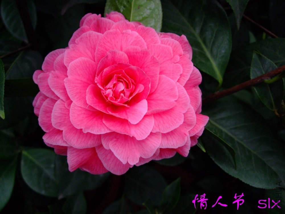 ���˽�11-3-20f (1).jpg