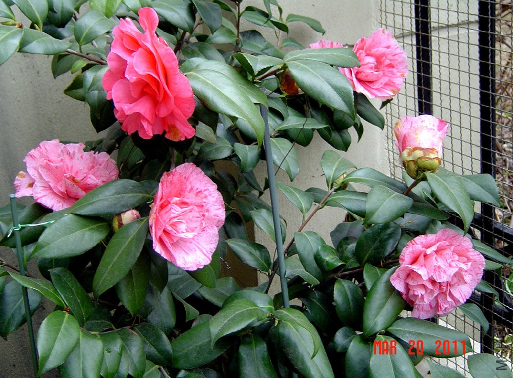 DSC00654.jpg