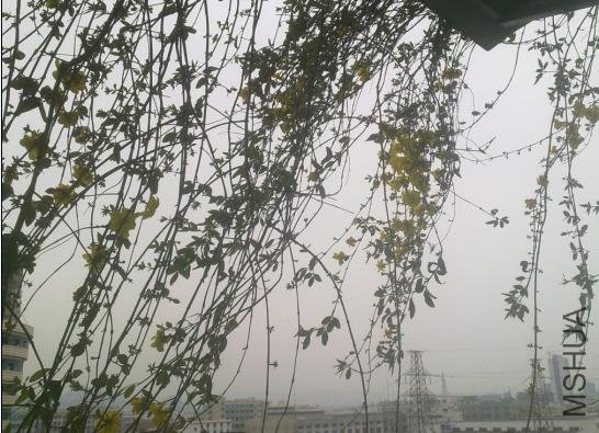 �����з�