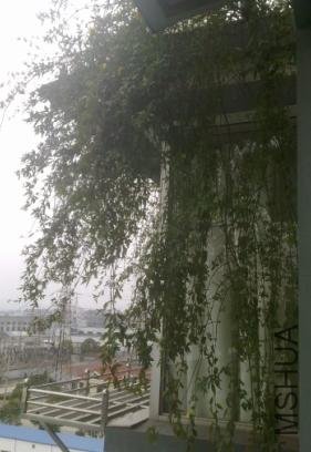 �����ҿ�