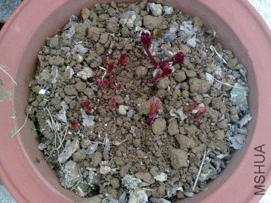 ��ʼ����