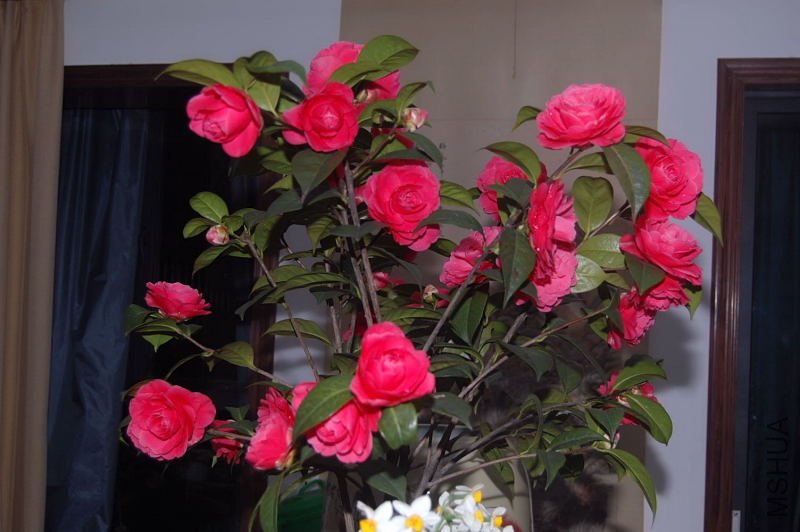 DSC_03130313.JPG
