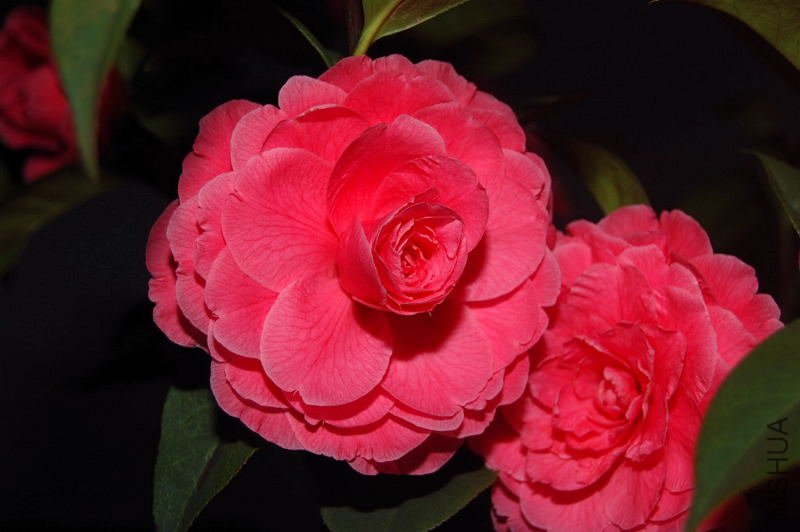 DSC_03100310.JPG
