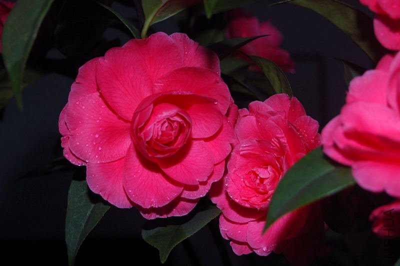 DSC_03000300.JPG