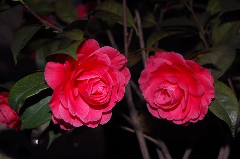 DSC_03110311.JPG