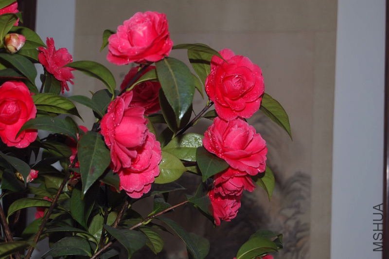 DSC_03010301.JPG