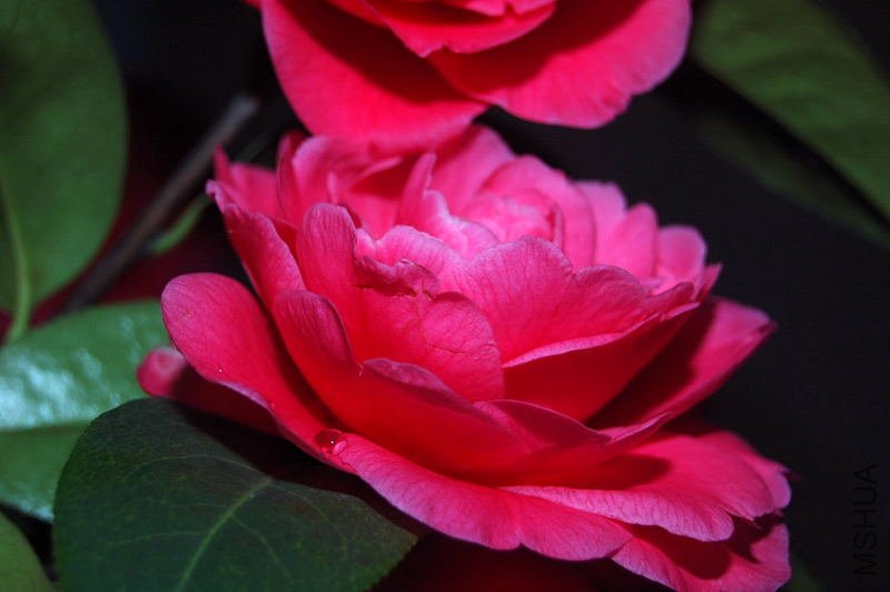 DSC_03160316.JPG