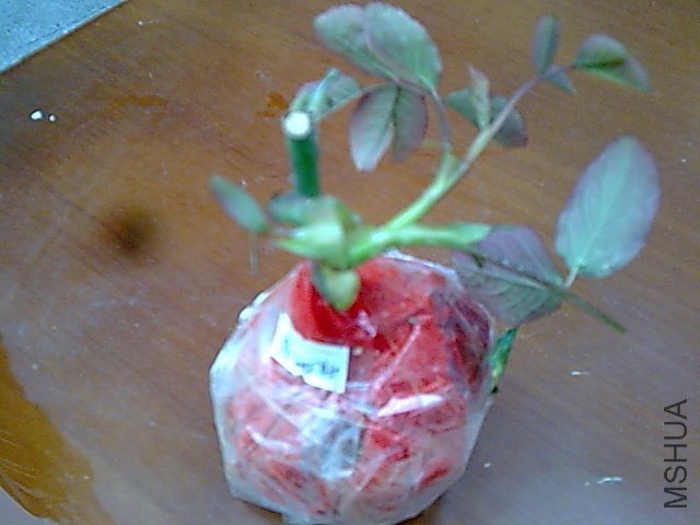 ղķ˹����-ѿ����