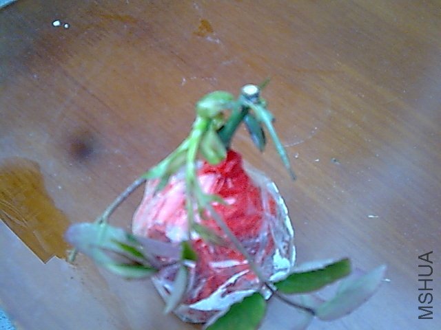 ѿ���ˣ���֪�����ܲ�����ȥ��ѿ