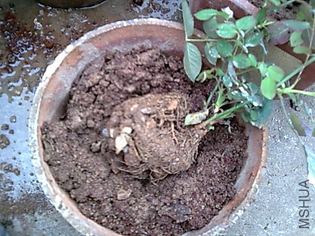 ����̫����