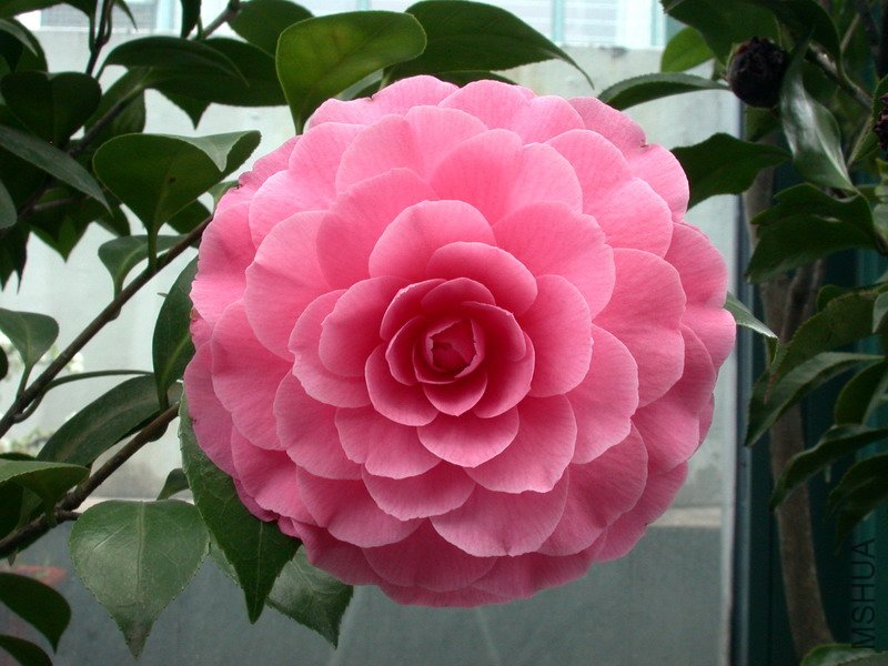 ����ɯ��֯Ů