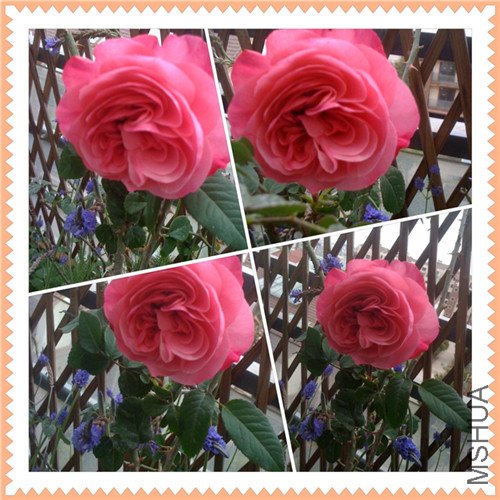 IMG_2081_����.jpg