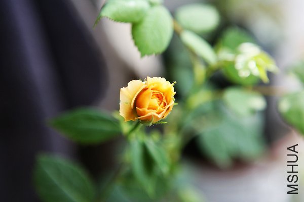 IMG_6333.jpg