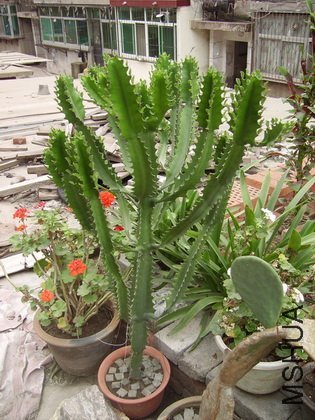 P11.JPG