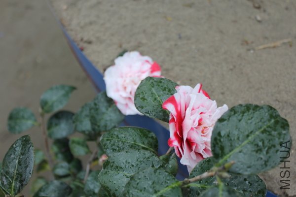IMG_5631f.JPG