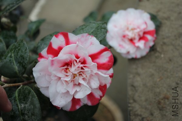 IMG_5635f.JPG