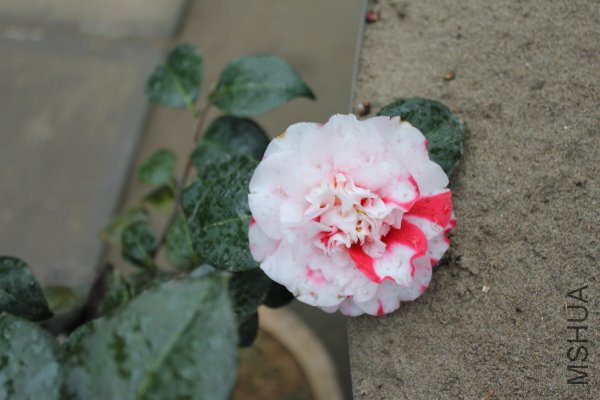 IMG_5636f.JPG