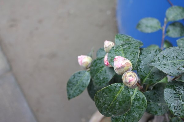 IMG_5633f.JPG