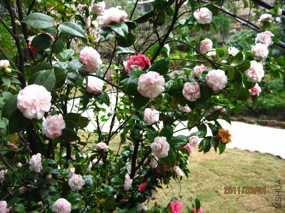 ��Ƭ11-3-21c 02311.jpg