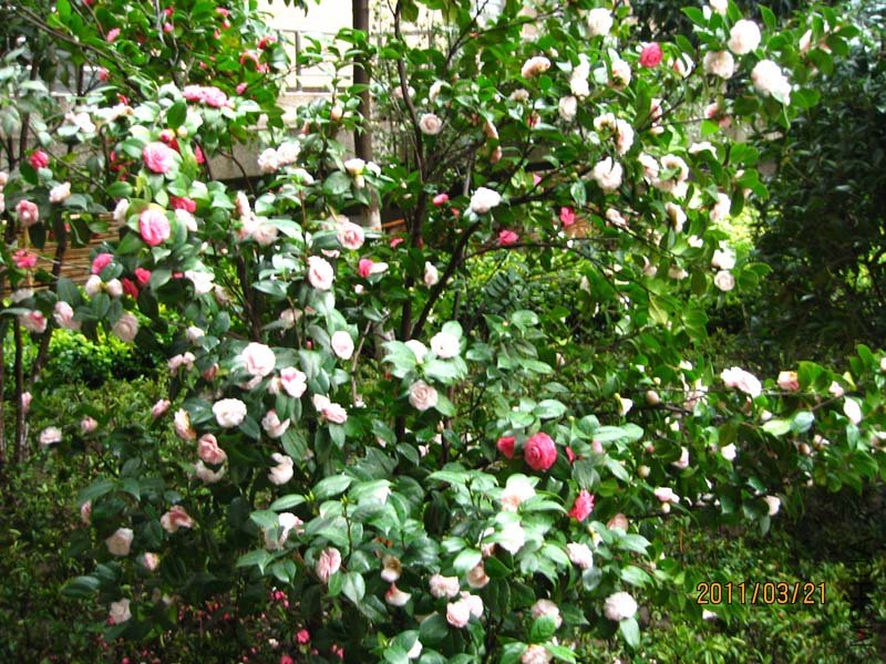��Ƭ11-3-21c 00911.jpg