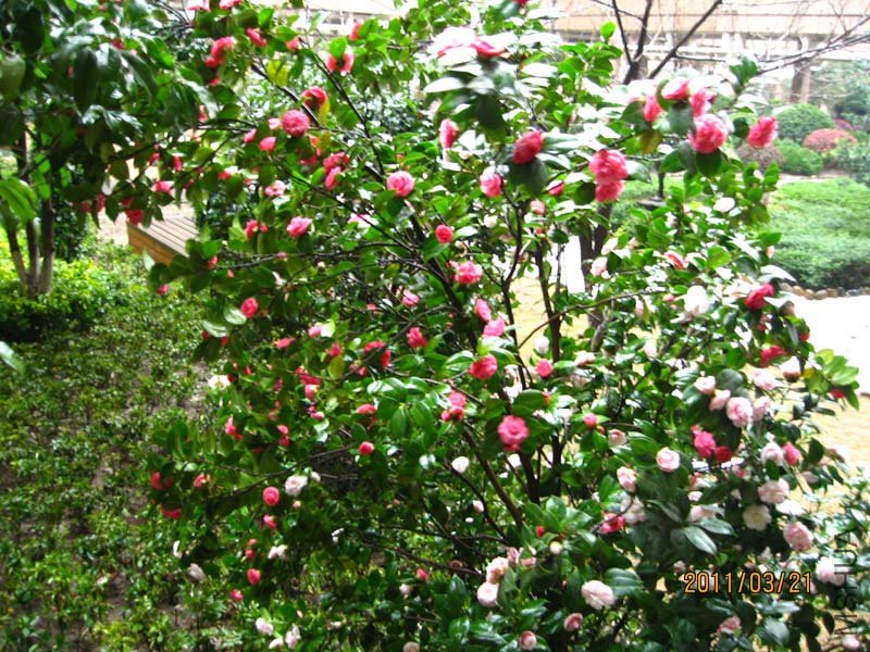 ��Ƭ11-3-21c 01311.jpg