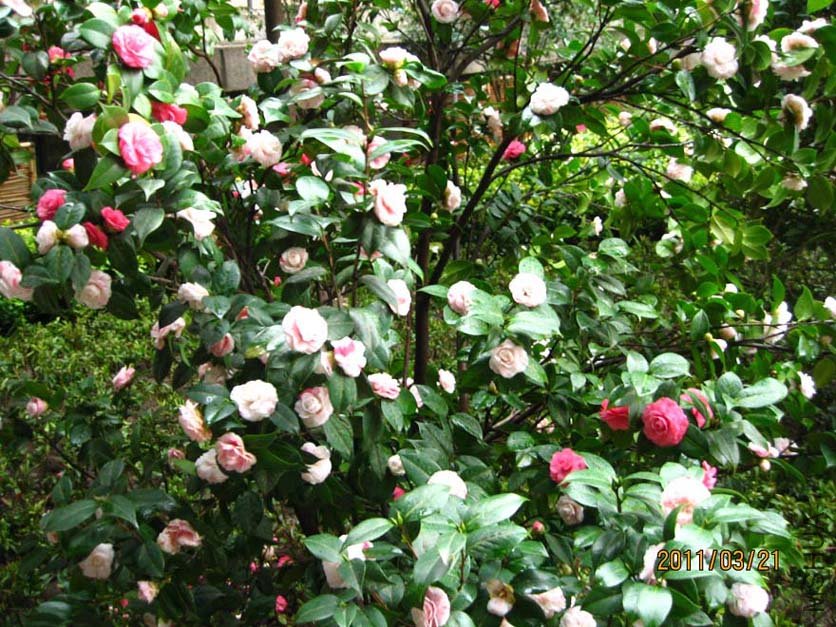 ��Ƭ11-3-21c 01011.jpg