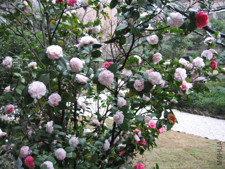 ��Ƭ11-3-21c 00411.jpg