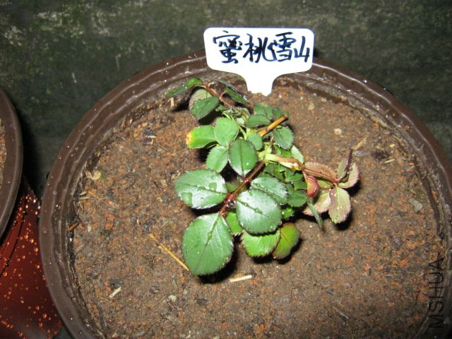 IMG_0592.JPG