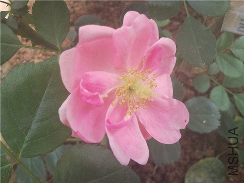 SNC00250_����.jpg