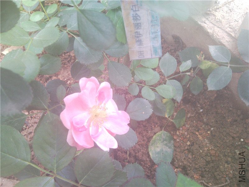 SNC00251_����.jpg