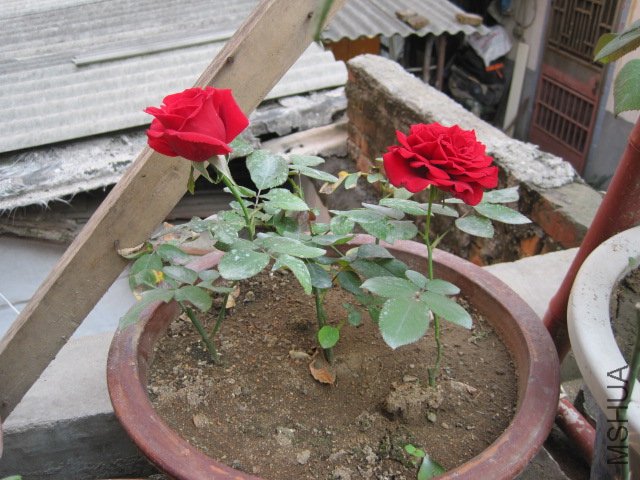 ��Ƭ 011.jpg