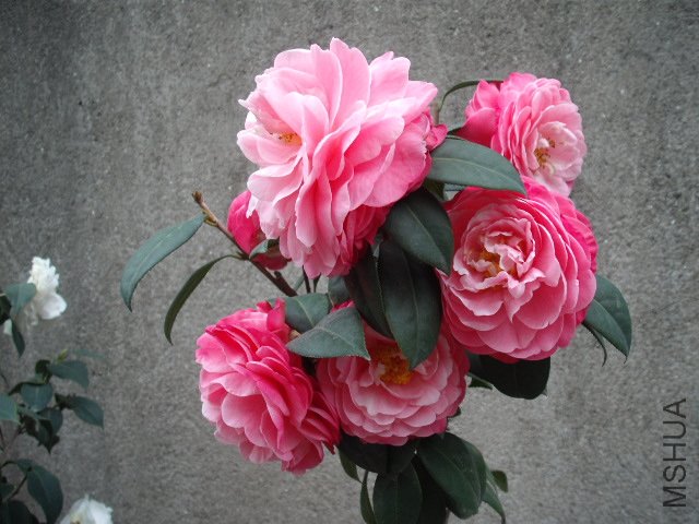 ��Ƭ 3549.jpg