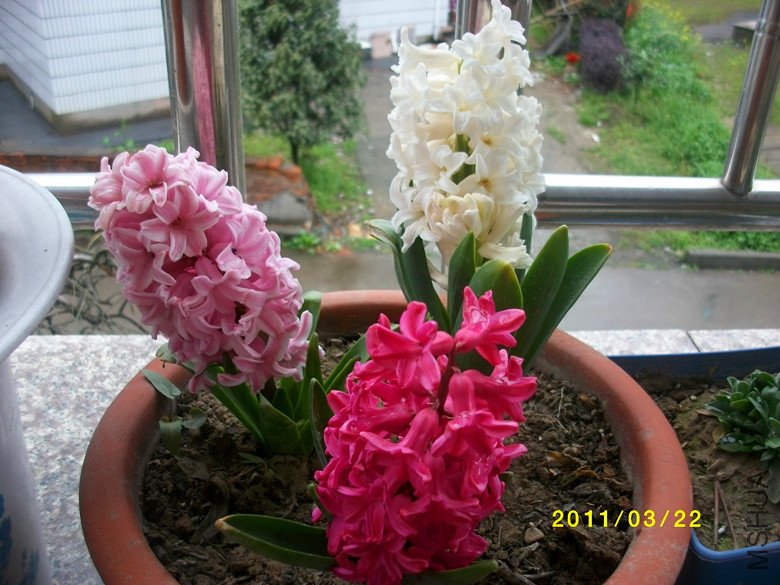 �ĵĲ��������Ŷ